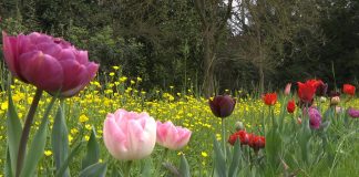 Giardinity Primavera, I Bulbi di Evelina - Tulipani