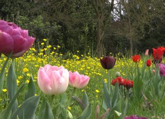 Giardinity Primavera, I Bulbi di Evelina - Tulipani