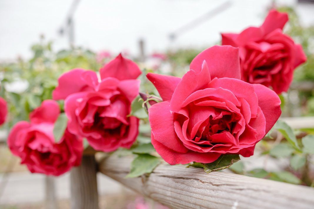 Festival delle Rose a Nova Gorica