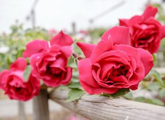 Festival delle Rose a Nova Gorica