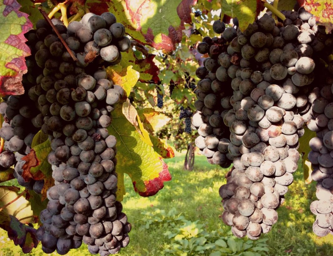 raboso vino sgaialand magazine wine giulia spagnol enologia vini veneti triveneto vino rosso