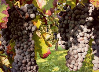 raboso vino sgaialand magazine wine giulia spagnol enologia vini veneti triveneto vino rosso