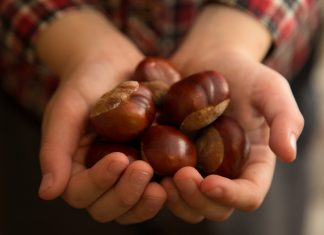 san zeno di montagna castagne bardolino ristoranti monte baldo formaggi magazine veneto verona lago di garda food