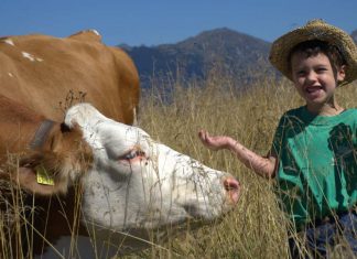 adotta una mucca