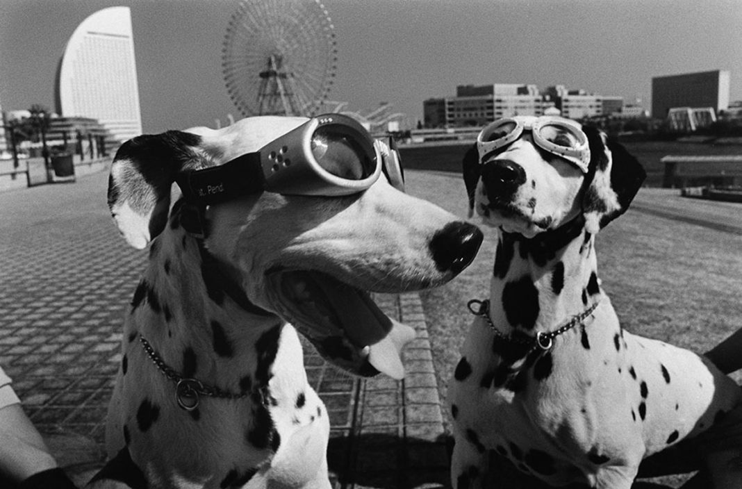 elliott erwitt