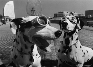 elliott erwitt